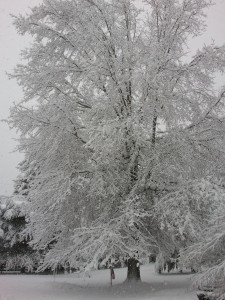 The snow clings to every branch on the tree.  No wonder so many have fallen