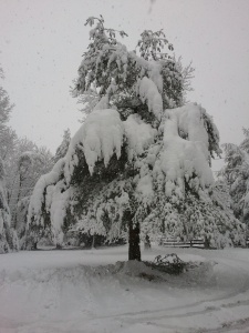 The snow is very wet and heavy; really weighs the branches down